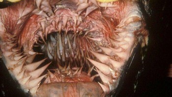 Beginilah Bentuk Mulut Penyu Belimbing Foto: Boredpanda