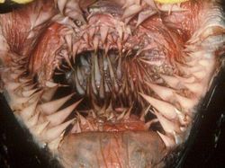 Deretan Foto Mengerikan Bikin Bergidik Melihatnya