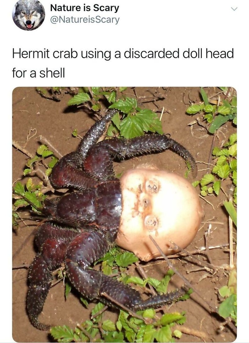 Foto menyeramkan bikin bergidik