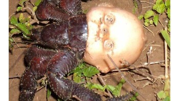 Ketika kepiting berkepala boneka. Foto: Boredpanda