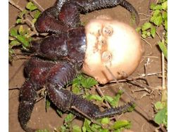 Deretan Foto Mengerikan Bikin Bergidik Melihatnya