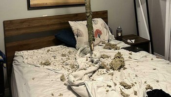 Pohon menembus rumah gegara badai. Foto: Boredpanda