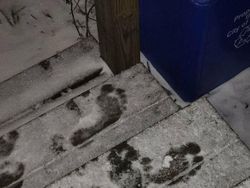 Deretan Foto Mengerikan Bikin Bergidik Melihatnya