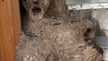 Sarang Lebah Yang Terbentuk Di Sekitar Muka Patung Kayu Yang Tertinggal Di GudangFoto: Boredpanda