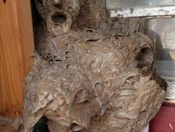 Deretan Foto Mengerikan Bikin Bergidik Melihatnya