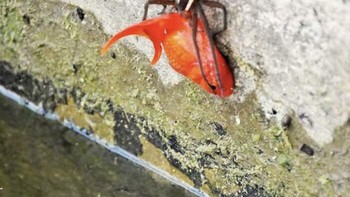 Laba-laba menangkap ikan mas. Foto: Boredpanda