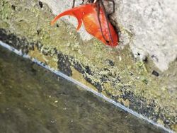 Deretan Foto Mengerikan Bikin Bergidik Melihatnya