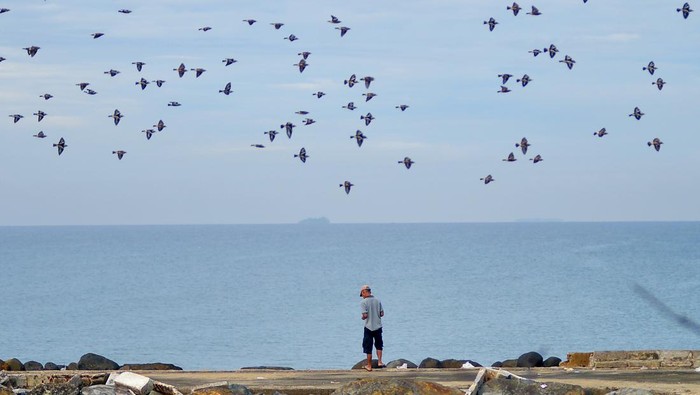 Burung-burung Jalak Cina berkumpul di Pantai Padang, Sumbar. Burung migran dari Cina ini bermigrasi ke Asia Tenggara seperti Indonesia pada musim dingin.