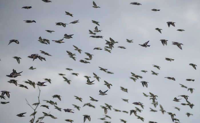 Burung-burung Jalak Cina berkumpul di Pantai Padang, Sumbar. Burung migran dari Cina ini bermigrasi ke Asia Tenggara seperti Indonesia pada musim dingin.