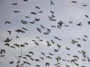 Ajaib Sekaligus Mengerikan, Ada Lembah Tempat Burung Bunuh Diri Massal