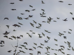 Ke Mana Perginya Burung-burung saat Turun Hujan?