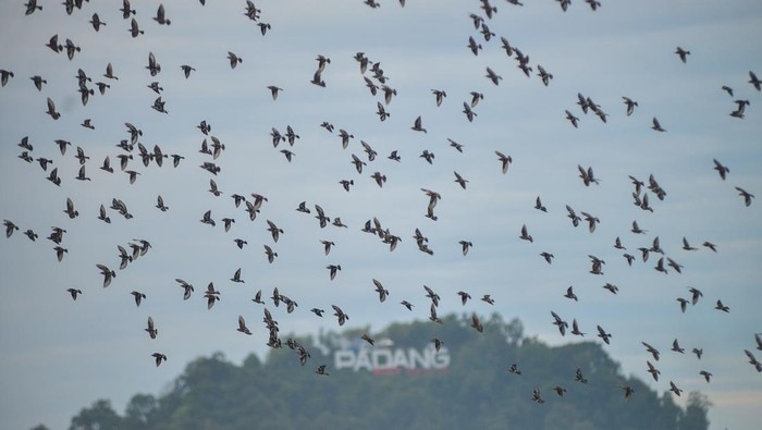 Burung-burung Jalak Cina berkumpul di Pantai Padang, Sumbar. Burung migran dari Cina ini bermigrasi ke Asia Tenggara seperti Indonesia pada musim dingin.