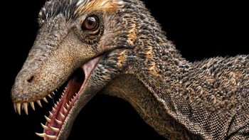 Masiakasaurus adalah dinosaurus theropoda noasaurid predator yang relatif kecil dari Kapur Akhir Madagaskar. Dalam bahasa Malagasi, masiaka berarti ganas; jadi, nama genusnya berarti kadal ganas. Tidak seperti kebanyakan theropoda, gigi depan Masiakasaurus diproyeksikan ke depan. Gigi unik dan aneh ini menunjukkan bahwa ia memiliki makanan khusus, mungkin termasuk ikan dan mangsa kecil lainnya. Foto: Paleorex