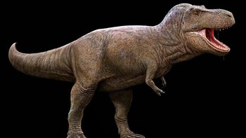 Tyrannosaurus rex, yang namanya berarti raja kadal tiran, adalah salah satu predator terbesar dan paling mematikan yang pernah berkeliaran di Bumi. Dengan tubuh besar, gigi tajam, dan rahang yang cukup kuat untuk menghancurkan tulang dengan mudah, dinosaurus terkenal ini dibangun untuk berkuasa, dan memang mendominasi Amerika Utara selama Kapur Akhir, sekitar 65 juta tahun yang lalu. Foto: Paleorex