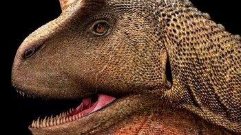 Dengan panjang sekitar 7m, dan berat sekitar 400 kg, Dilophosaurus adalah salah satu dinosaurus predator besar paling awal di Amerika Utara selama Jurasik Awal. Itu ramping dan ringan, dan tengkoraknya proporsional besar tapi halus. Moncongnya sempit, dan rahang atas memiliki celah yang mencolok di bawah lubang hidung. Fitur yang paling mencolok adalah sepasang jambul besar melengkung di tengkoraknya; bentuk lengkapnya tidak diketahui, tetapi mungkin diperbesar oleh keratin, mirip dengan jambul yang ditemukan pada kasuari modern. Foto: Paleorex