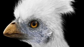 Leaellynasaura adalah ornithopod kecil, namun kuat dan luar biasa dari Kapur pertengahan. Itu bisa bertahan dan bahkan berkembang di lingkungan yang dingin dan keras. Itu pernah tinggal di Australia, pada saat Victoria berada di dalam Lingkaran Antartika. Meskipun garis lintang ini sangat dingin hari ini, suhunya jauh lebih hangat selama periode Cretaceous. Foto: Paleorex