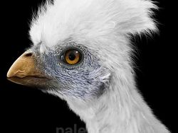 Wujud Hewan Prasejarah yang Sudah Lama Punah, Keren Tapi Menakutkan