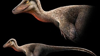 Dinosaurus yang baru ditemukan ini hidup di tempat yang sekarang disebut Mongolia, selama zaman Kapur Awal, antara 130 dan 120 juta tahun yang lalu. Itu adalah jenis dromaeosaurid berukuran sedang, sekelompok dinosaurus predator mirip burung, yang dikenal karena cakar sabitnya yang mematikan, yang memakan ikan, mamalia, dan dinosaurus kecil lainnya. Foto: Paleorex