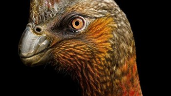 Corythoraptor adalah genus dinosaurus oviraptorid dari Formasi Nanxiong Maastrichtian akhir Cina Selatan. Itu adalah anggota keluarga Oviraptoridae yang relatif besar, panjangnya mencapai 1,6 meter, dan kemungkinan besar adalah omnivora. Ciri yang paling mencolok adalah jambul hiasnya yang besar, yang terletak di atas tengkoraknya dan menyerupai kasuari modern. Foto: Paleorex