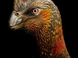 Wujud Hewan Prasejarah yang Sudah Lama Punah, Keren Tapi Menakutkan