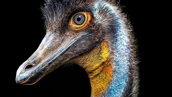 Ornithomimus (artinya mirip burung) adalah genus dinosaurus ornithomimid dari periode Cretaceous Akhir yang sekarang menjadi Amerika Utara. Ornithomimus adalah theropoda berkaki dua yang cepat, yang bukti fosil menunjukkan bahwa ia memiliki bulu, paruh ompong, dan leher panjang, yang memberikan kemiripan yang dangkal dengan burung unta hidup. Foto: Paleorex