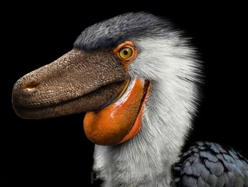 Hewan prasejarah yang telah punah