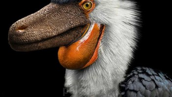 Saurornitholestes adalah dromaeosaurid asli Amerika Utara di tempat yang sekarang Alberta, Kanada, dan New Mexico. Seperti theropoda lain dalam keluarga Dromaeosauridae, Saurornitholestes memiliki cakar yang panjang, melengkung, seperti pisau di kedua jari kaki setiap kaki. Panjangnya sekitar 1,8 m dan beratnya sekitar 10-15 kg, mirip dengan Velociraptor yang terkenal, namun, ia juga bertubuh sedikit lebih ringan dan berkaki panjang dibandingkan kerabatnya. Foto: Paleorex