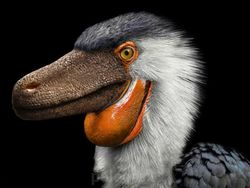 Wujud Hewan Prasejarah yang Sudah Lama Punah, Keren Tapi Menakutkan