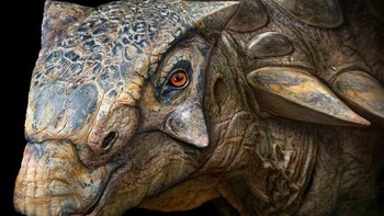 Mymoorapelta adalah ankylosaurus yang sangat primitif. Itu adalah salah satu dari sedikit yang hidup selama periode Jurassic. Biasanya diklasifikasikan sebagai Polacanthidae, tetapi ada beberapa perdebatan, karena sangat primitif, apakah layak atau tidak untuk keluarga sendiri. Itu dinamai Mygatt-Moore, tambang tempat sisa-sisa fosilnya ditemukan. Panjangnya sekitar 3 meter dan pelindung tebal di tubuhnya dimaksudkan untuk memberikan perlindungan dari predator besar zaman Jurassic seperti Allosaurus. Foto: Paleorex