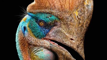 Tapejara adalah genus pterosaurus Brasil dari Zaman Kapur. Jambul Tapejara terdiri dari jambul setengah lingkaran di atas moncongnya, dan cabang bertulang yang menjulur ke belakang di belakang kepala. Itu adalah pterosaurus yang relatif kecil, dengan lebar sayap sekitar 1,3 meter. Foto: Paleorex