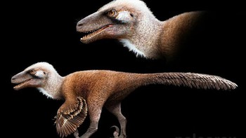 Utahraptor, yang berarti pemangsa Utah, adalah salah satu dinosaurus atau raptor dromaeosaurid terbesar yang pernah ada. Ia hidup di Amerika Utara selama periode Cretaceous Awal. Tidak seperti kebanyakan dromaeosaurid, ia jauh lebih berat, sebanding dengan berat beruang kutub, dan diperkirakan mencapai panjang hingga 7 meter. Seperti kebanyakan dari jenisnya, ia memiliki cakar sabit yang besar, disesuaikan dengan sempurna untuk mengirim mangsanya. Meskipun bulu tidak pernah ditemukan berasosiasi dengan spesimen Utahraptor, ada bukti filogenetik kuat yang menunjukkan bahwa semua dromaeosaurid memilikinya.Foto: Paleorex