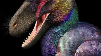 Dromaeosaurus adalah genus dinosaurus theropoda dromaeosaurid yang hidup selama periode Cretaceous Akhir, antara 80 dan 69 juta tahun yang lalu, di Alberta, Kanada, dan Amerika Serikat bagian barat. Namanya berarti kadal lari cepat dan berukuran panjang sekitar 2 meter dan berat 45 kilogram, membuatnya sangat mirip dengan kerabat dekatnya Velociraptor, yang kebetulan hidup pada waktu yang sama, namun di sisi lain dunia. Foto: Paleorex