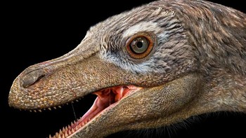Velociraptor adalah salah satu dinosaurus paling ikonik dari semuanya. Itu adalah pemburu ganas yang kemungkinan mengandalkan cakar sabitnya yang mematikan untuk menembus area vital tubuh korbannya, seperti elang saat ini. Velociraptor telah disalahpahami sejak ditampilkan di Jurassic Park sebagai dinosaurus bersisik raksasa. Pada kenyataannya, Velociraptors berbagi banyak sifat yang ditemukan pada burung modern, terutama bulu. Melalui seni, hewan yang telah lama punah dan menarik ini dihidupkan kembali! Foto: Paleorex