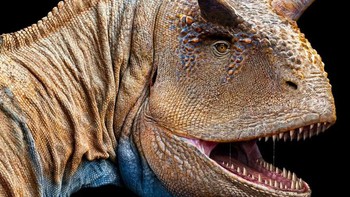 Carnotaurus adalah salah satu dinosaurus pemakan daging yang paling aneh di Zaman Kapur. Tengkoraknya pendek, dengan sepasang tanduk menonjol di atas matanya yang kecil. Leher dan tulang belikat berkembang dengan baik, tetapi lengannya sangat pendek, dengan lengan bawah yang sangat menyusut sehingga praktis hanya pergelangan tangan (bahkan Tyrannosaurus rex tidak memiliki lengan sekecil itu). Dengan tengkoraknya yang relatif kecil, Carnotaurus mungkin tidak mampu menyerang dinosaurus pemakan tumbuhan yang besar, tetapi ia mungkin adalah pemburu yang cepat, berkat kakinya yang panjang dan kekar. Dengan demikian, ia bisa dengan mudah mengejar mangsa yang lebih kecil dan gesit. Foto: Paleorex