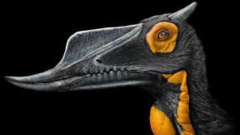 Dsungaripterus adalah genus pterosaurus, dengan lebar sayap rata-rata 3 meter. Itu hidup selama Kapur Awal, di Cina. Ciri luar biasa dari pterosaurus besar ini adalah kepalanya. Lambang tipis menempel di sepanjang garis tengah tengkorak, dan satu lagi tepat di belakang. Rahangnya runcing dan mengarah ke atas di ujungnya, seperti tang spesialis. Alih-alih gigi, ia memiliki kenop bertulang. Mulut aneh telah ditafsirkan sebagai adaptasi untuk memakan kerang, dengan paruh sempit digunakan untuk mengeluarkan cangkang dari substratnya dan kenop bertulang digunakan untuk menghancurkannya. Foto: Paleorex