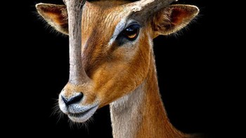 Synthetoceras adalah protoceratid yang relatif besar dan telah punah, endemik di Amerika Utara selama Miosen Akhir dan telah ada selama kurang lebih 5 juta tahun. Sebagian besar dikenal berkat ornamen kepalanya yang aneh, yang tampaknya hanya ada pada jantan, dan hampir pasti merupakan fitur tampilan untuk menarik pasangan dan pengenalan spesies. Foto: Paleorex