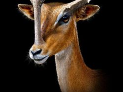 Wujud Hewan Prasejarah yang Sudah Lama Punah, Keren Tapi Menakutkan