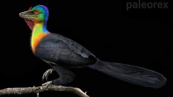 Nama Caihong, yang berarti pelangi dalam bahasa Mandarin, mengacu pada sisa-sisa yang diawetkan di China, yang menunjukkan bahwa dinosaurus seukuran bebek ini memiliki bulu warna-warni di kepala dan dadanya, mirip dengan burung kolibri modern. Tampilan yang mencolok mungkin memberikan isyarat sosial atau seksual, seperti ekor merak modern. Dinosaurus juga memiliki lambang tulang kecil di kepalanya dan tubuh seperti burung, termasuk jenis bulu yang dibutuhkan untuk terbang. Caihong hidup di hutan dan mungkin menggunakan sayapnya untuk meluncur dari pohon ke pohon, memangsa kadal dan mamalia kecil.. Foto: Paleorex 
