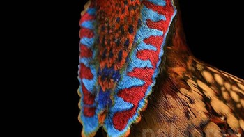 Oviraptor adalah dinosaurus predator atau omnivora kecil bertubuh ringan yang mengerami telurnya dengan cara yang mirip dengan burung. Itu hidup di Zaman Kapur Akhir, sekitar 100 juta hingga 65 juta tahun yang lalu, di Asia timur. Panjangnya sekitar 1,8 meter dan berjalan dengan dua kaki belakang yang panjang dan berkembang dengan baik. Tungkai depannya panjang dan ramping, dengan tiga jari bercakar panjang yang jelas cocok untuk menggenggam dan mencabik. Tengkoraknya memiliki lambang tengkorak yang besar dan aneh dan rahangnya tidak memiliki gigi, tetapi mungkin dilapisi dengan penutup seperti paruh yang bertanduk, efektif untuk memakan benda keras, seperti biji atau telur yang pecah.Foto: Paleorex