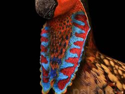 Wujud Hewan Prasejarah yang Sudah Lama Punah, Keren Tapi Menakutkan