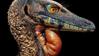 Compsognathus adalah genus kecil, bipedal, dinosaurus theropoda karnivora. Anggota spesies tunggalnya Compsognathus longipes dapat tumbuh seukuran kalkun. Mereka hidup sekitar 150 juta tahun yang lalu, selama zaman Tithonian di akhir periode Jurassic, di tempat yang sekarang disebut Eropa. Foto: Paleorex