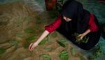 Intip Produksi Kain Ecoprint yang Raup Omzet hingga Puluhan Juta