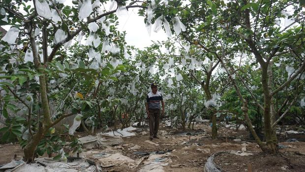 Jambu Kristal Taiwan di Mojokerto Tembus Super Market-jadi Agrowisata