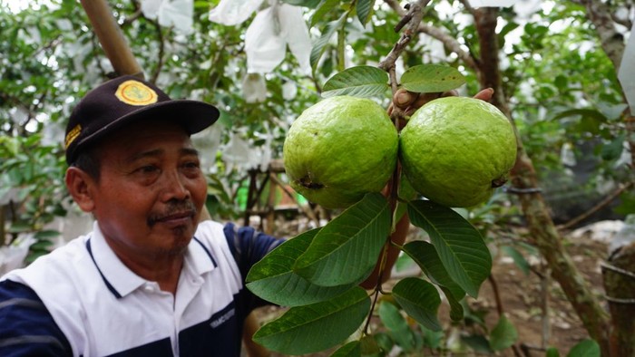 Jambu Kristal Taiwan di Mojokerto Tembus Super Market-jadi Agrowisata