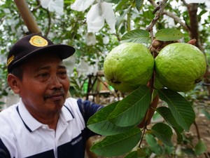 Jambu Kristal Taiwan di Mojokerto Tembus Supermarket-Jadi Jujugan Agrowisata
