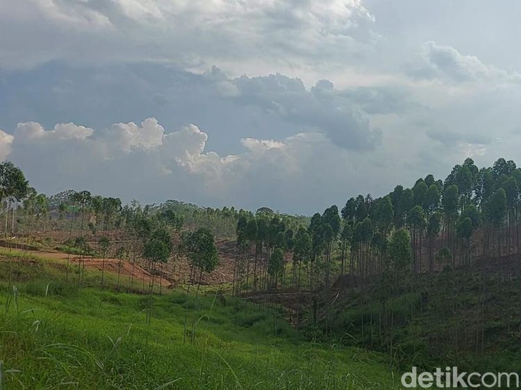 Lokasi Istana Presiden di IKN yang Mulai Dibangun Akhir Januari
