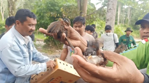Pelepasliaran ratusan ekor burung hasil sitaan Karantina Pertanian Wilker Banyuwangi di hutan KPH Bali Barat, wilayah Desa Manistutu, Kecamatan Melaya, Kabupaten Jembrana, Jumat (13/1/2023). (I Putu Adi Budiastrawan/detikBali).