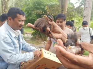 789 Burung Sitaan Dilepasliarkan di Hutan Bali Barat