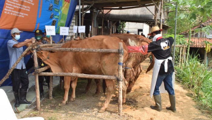 Penyakit Mulut dan Kuku (PMK) hewan ternak di Lamongan mencuat kembali