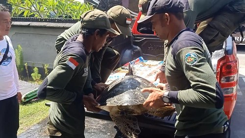 43 penyu hijau sitaan TNI AL akan diobservasi oleh petugas BKSDA Bali di Pos TNI AL Gilimanuk, Jumat (13/1/2023)